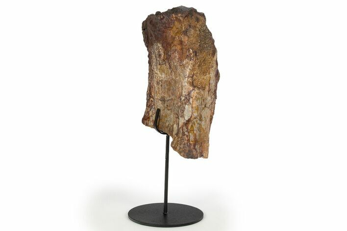 Fossil Sauropod Rib Section w/ Metal Stand - Colorado #304885